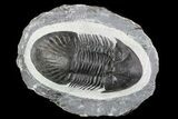 Paralejurus Trilobite - Huge Specimen #73038-1